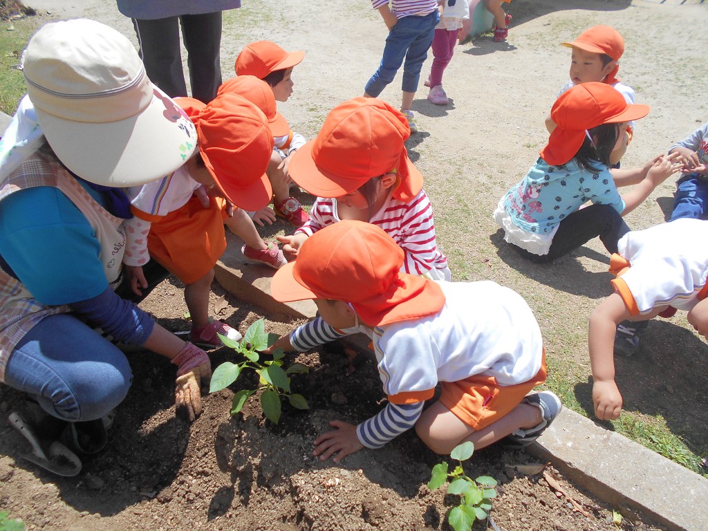 夏野菜植え 認定こども園 白百合保育園